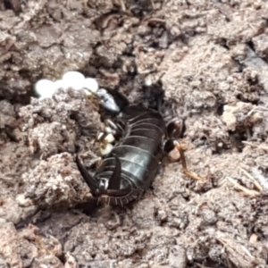 Anisolabididae (family) at Holt, ACT - 18 Feb 2021