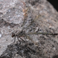 Diphlebia nymphoides (Arrowhead Rockmaster) at Cotter Reserve - 17 Feb 2021 by RodDeb