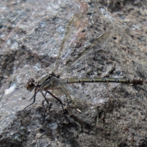 Diphlebia nymphoides at Uriarra Village, ACT - 17 Feb 2021