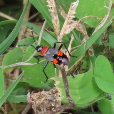 Dindymus versicolor (Harlequin Bug) at Paddys River, ACT - 17 Feb 2021 by RodDeb