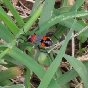 Dindymus versicolor at Paddys River, ACT - 17 Feb 2021 11:59 AM