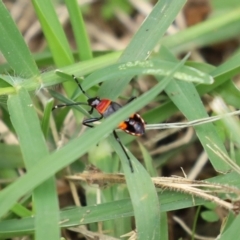 Dindymus versicolor at Paddys River, ACT - 17 Feb 2021 11:59 AM