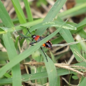 Dindymus versicolor at Paddys River, ACT - 17 Feb 2021 11:59 AM