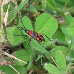 Dindymus versicolor at Paddys River, ACT - 17 Feb 2021 11:59 AM