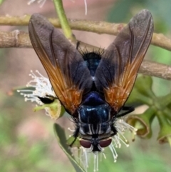 Chetogaster violacea/viridis (complex) (Bristle Fly) at Murrumbateman, NSW - 18 Feb 2021 by SimoneC