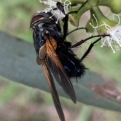 Chetogaster violacea/viridis (complex) at Murrumbateman, NSW - 18 Feb 2021