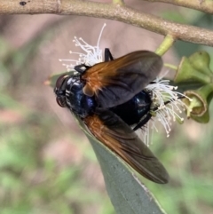 Chetogaster violacea/viridis (complex) at Murrumbateman, NSW - 18 Feb 2021