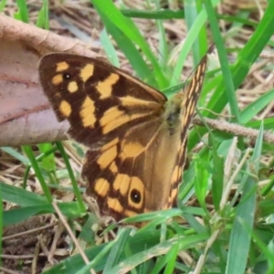 Heteronympha paradelpha at Paddys River, ACT - 17 Feb 2021