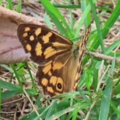 Heteronympha paradelpha (Spotted Brown) at Cotter Reserve - 17 Feb 2021 by RodDeb