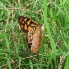 Heteronympha paradelpha at Paddys River, ACT - 17 Feb 2021 02:37 PM