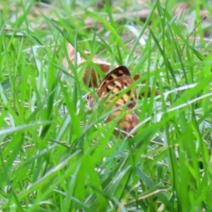 Heteronympha paradelpha at Paddys River, ACT - 17 Feb 2021 02:37 PM