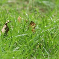 Heteronympha paradelpha at Paddys River, ACT - 17 Feb 2021 02:37 PM