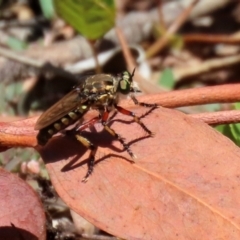 Thereutria amaraca (Spine-legged Robber Fly) at Acton, ACT - 15 Feb 2021 by RodDeb