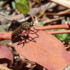 Thereutria amaraca at Acton, ACT - 15 Feb 2021