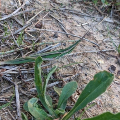 Acrida conica (Giant green slantface) at Thurgoona, NSW - 18 Feb 2021 by ChrisAllen