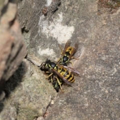 Vespula germanica (European wasp) at Acton, ACT - 14 Feb 2021 by TimL