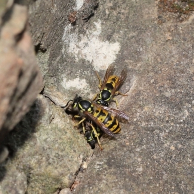 Vespula germanica (European wasp) at Acton, ACT - 14 Feb 2021 by TimL
