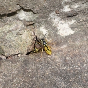 Vespula germanica at Acton, ACT - 14 Feb 2021