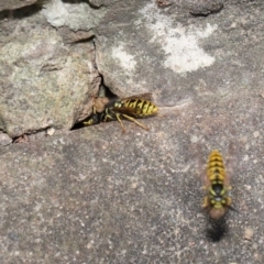 Vespula germanica at Acton, ACT - 14 Feb 2021