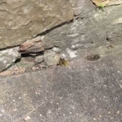 Vespula germanica at Acton, ACT - 14 Feb 2021