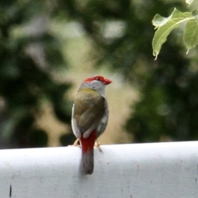 Neochmia temporalis (Red-browed Finch) at Murrumbateman, NSW - 18 Feb 2021 by davobj
