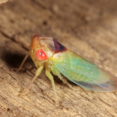 Unidentified Leafhopper or planthopper (Hemiptera, several families) at Melba, ACT - 16 Feb 2021 by kasiaaus