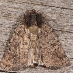 Proteuxoa (genus) (A Noctuid moth) at Melba, ACT - 16 Feb 2021 by kasiaaus