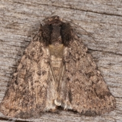 Proteuxoa (genus) (A Noctuid moth) at Melba, ACT - 17 Feb 2021 by kasiaaus