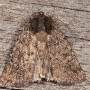 Proteuxoa (genus) at Melba, ACT - 17 Feb 2021