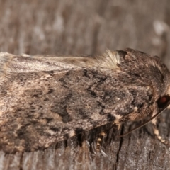 Proteuxoa (genus) at Melba, ACT - 17 Feb 2021 12:47 AM