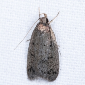 Oecophoridae provisional species 1 at Melba, ACT - 17 Feb 2021