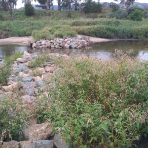 Persicaria lapathifolia at Paddys River, ACT - 18 Feb 2021