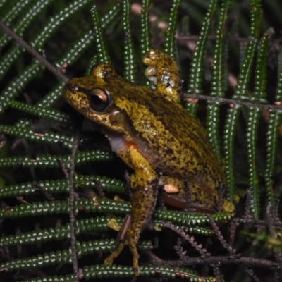 Litoria watsoni (Heath Frog) at Tallong, NSW - 3 Oct 2020 by BrianLR