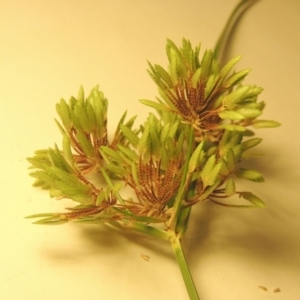 Cyperus eragrostis at Paddys River, ACT - 18 Feb 2021