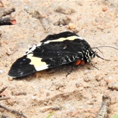 Eutrichopidia latinus (Yellow-banded Day-moth) at Namadgi National Park - 18 Feb 2021 by JohnBundock