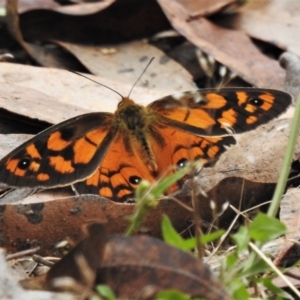 Heteronympha penelope at Cotter River, ACT - 18 Feb 2021