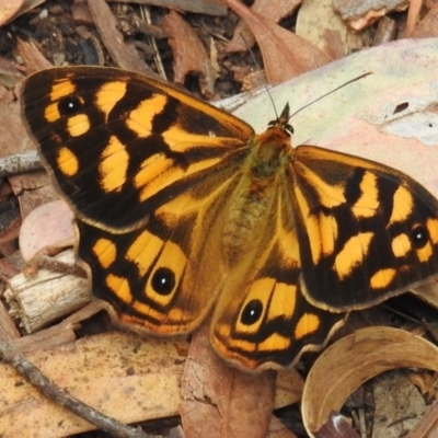 Heteronympha paradelpha (Spotted Brown) at Acton, ACT - 17 Feb 2021 by HelenCross
