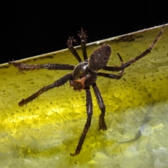 Araneidae (family) (Orb weaver) at Kambah, ACT - 17 Feb 2021 by HelenCross