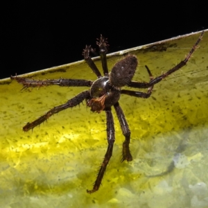 Araneidae (family) at Kambah, ACT - suppressed