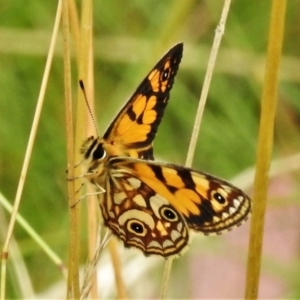 Oreixenica lathoniella at Cotter River, ACT - 18 Feb 2021