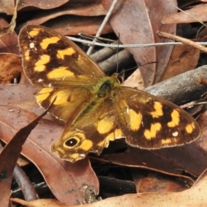 Heteronympha solandri at Cotter River, ACT - 18 Feb 2021