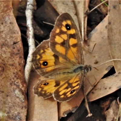 Geitoneura klugii (Marbled Xenica) at Cotter River, ACT - 17 Feb 2021 by JohnBundock