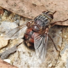 Rutilia sp. (genus) (A Rutilia bristle fly, subgenus unknown) at Cotter River, ACT - 18 Feb 2021 by JohnBundock