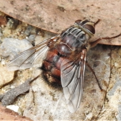 Rutilia sp. (genus) (A Rutilia bristle fly, subgenus unknown) at Namadgi National Park - 18 Feb 2021 by JohnBundock