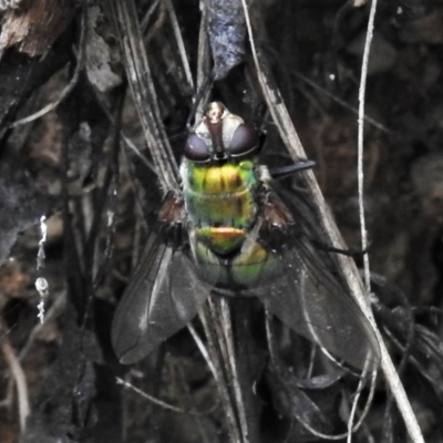 Rutilia (Rutilia) sp. (genus & subgenus) (Bristle fly) at Namadgi National Park - 18 Feb 2021 by JohnBundock