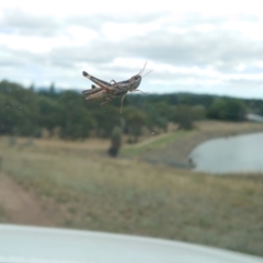 Unidentified Grasshopper, Cricket or Katydid (Orthoptera) at Percival Hill - 17 Feb 2021 by Kym