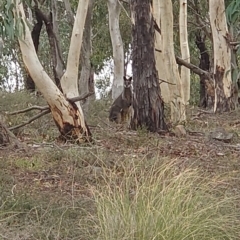 Wallabia bicolor (Swamp Wallaby) at Nicholls, ACT - 17 Feb 2021 by Kym