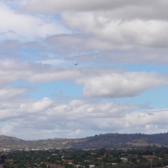 Aquila audax (Wedge-tailed Eagle) at Percival Hill - 17 Feb 2021 by Kym