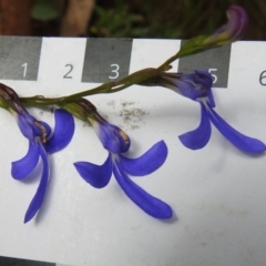 Lobelia dentata (Toothed Lobelia) at Namadgi National Park - 18 Feb 2021 by JohnBundock