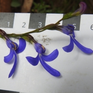 Lobelia dentata at Cotter River, ACT - 18 Feb 2021